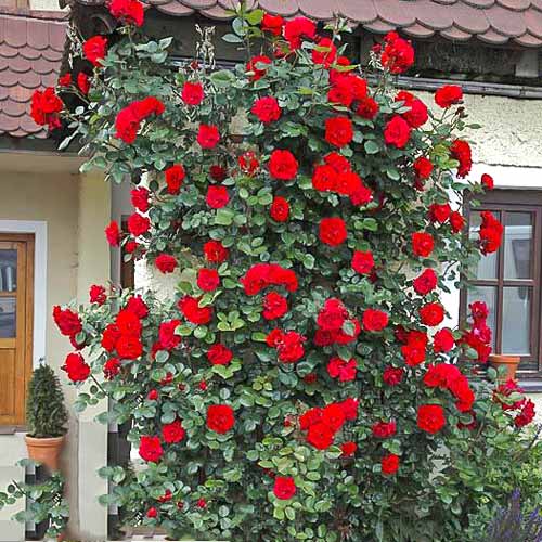 Trandafir urcător Laguna imagine 1 articol 2160