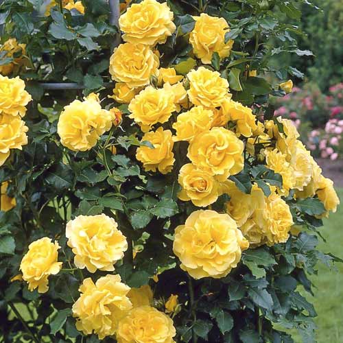 Trandafir urcător Lucia imagine 1 articol 6252