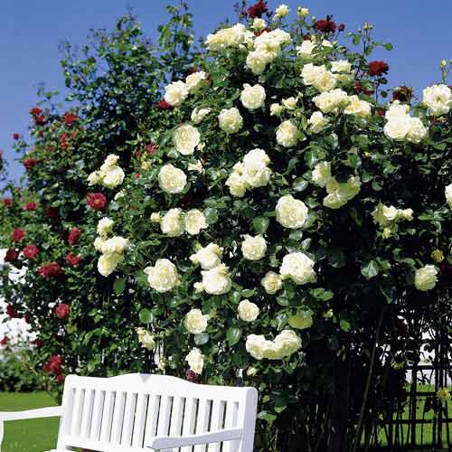 Trandafir urcător Mont Blanc imagine 1 articol 2170