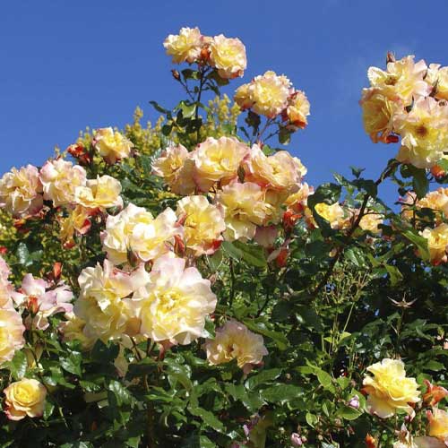 Trandafir urcător Moonlight ®, С5 imagine 1 articol 6181