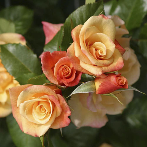 Trandafir urcător Moonlight ®, С5 imagine 2 articol 6181