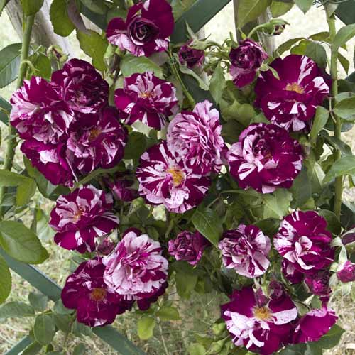 Trandafir urcător New Imagine®, C5 imagine 1 articol 5496