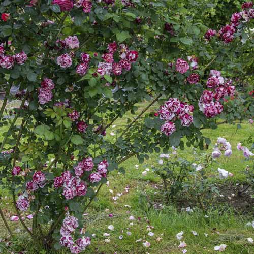 Trandafir urcător New Imagine®, C5 imagine 2 articol 5496