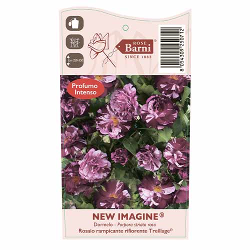 Trandafir urcător New Imagine®, C5 imagine 4 articol 5496