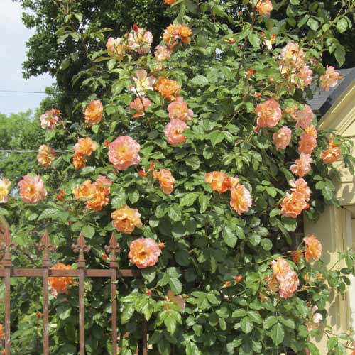 Trandafir urcător Orange Climbing imagine 1 articol 6253