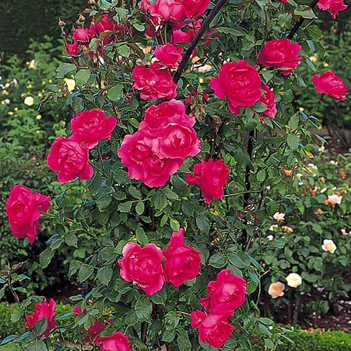 Trandafir urcător Parade imagine 1 articol 3519