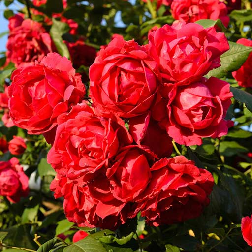 Trandafir urcător Paul's Scarlet Climber imagine 1 articol 4564