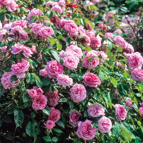 Trandafir urcător Pink Symphony imagine 1 articol 2175