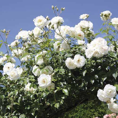 Trandafir urcător Schneewalzer imagine 1 articol 6257