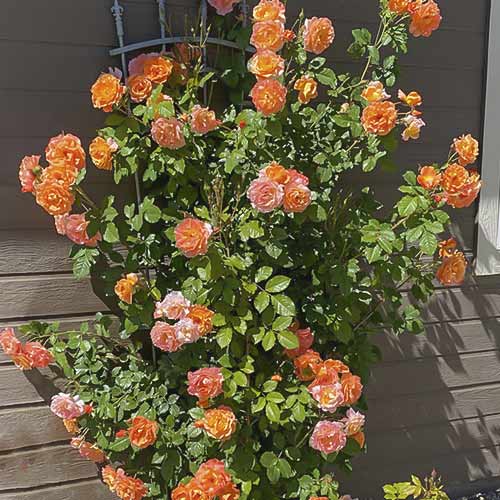 Trandafir urcător Westerland imagine 1 articol 6259