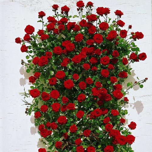 Trandafir Urcător Santana imagine 1 articol 6667