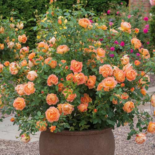 Trandafiri englezesti Lady of Shalott imagine 2 articol 2220