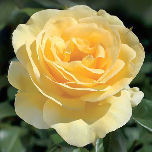 Trandafir (Rosa) Floribunda Allgold imagine 1 articol 2242