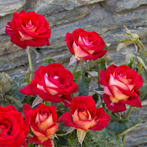 Trandafir teahibrid Deutsche Welle imagine 1 articol 2245