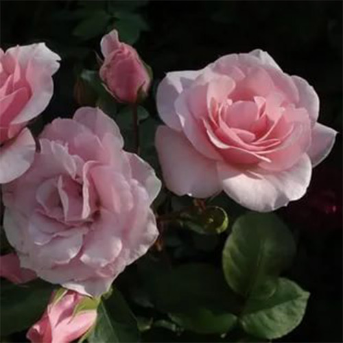 Trandafir floribunda Diademe Rose imagine 1 articol 2247