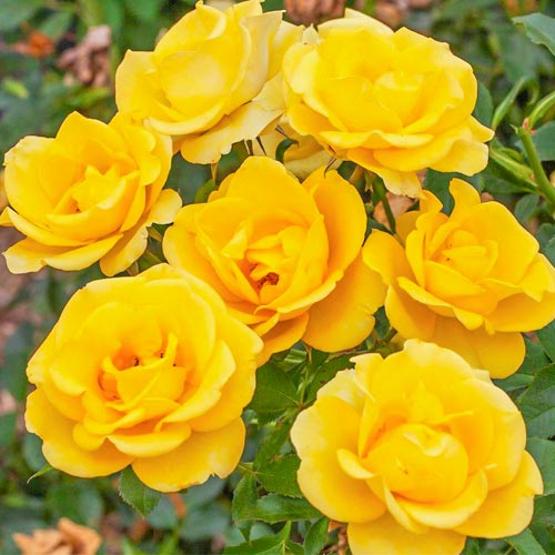 Trandafir Floribunda Golden Smiles imagine 1 articol 2249