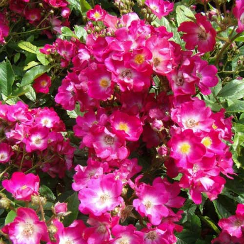 Trandafir Floribunda Inge Schubert imagine 1 articol 2252