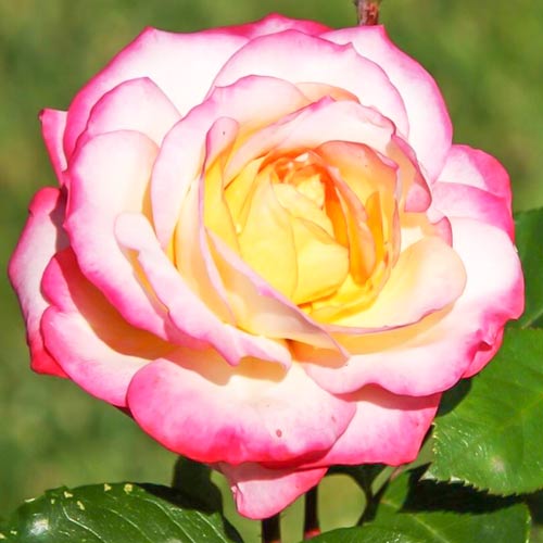 Trandafir Floribunda Laminuette imagine 1 articol 2254