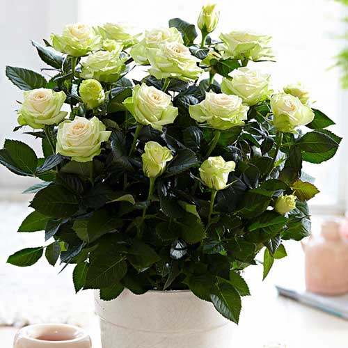 Trandafiri miniatur Green Glow imagine 1 articol 2232