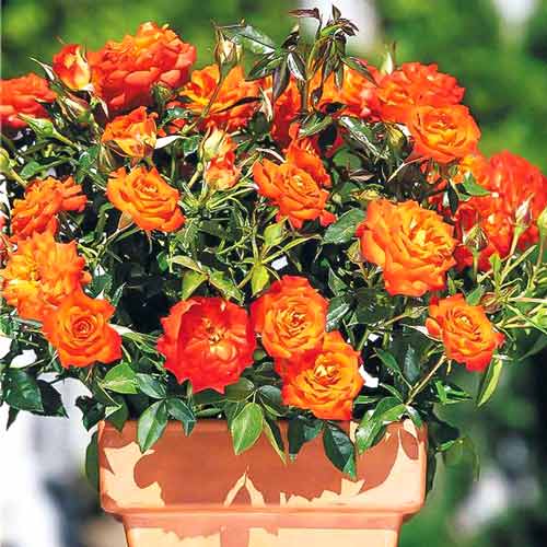 Trandafiri miniatur Mandarin imagine 1 articol 2235