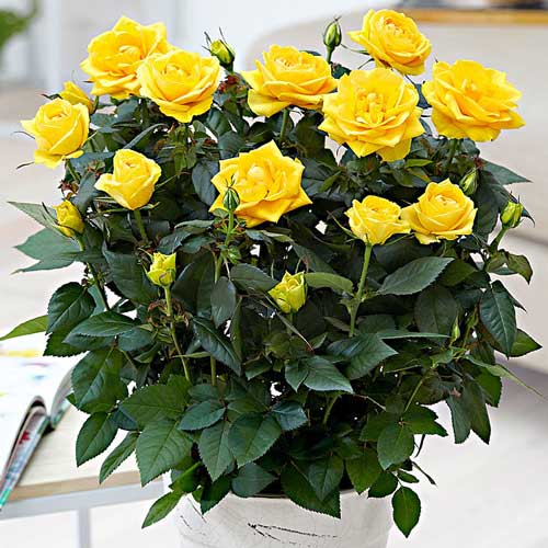 Trandafiri miniatur Yellow Star imagine 1 articol 2233