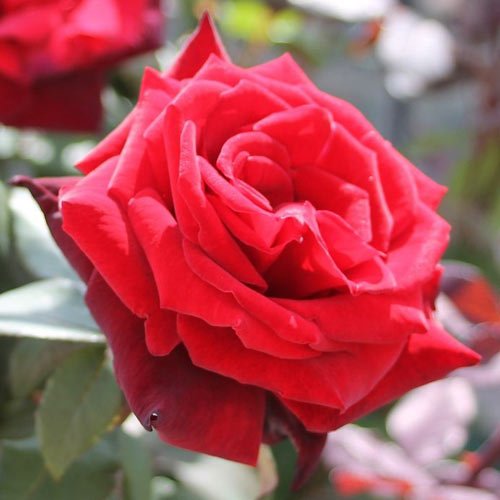 Trandafir Teahibrid Barkarole imagine 1 articol 2264