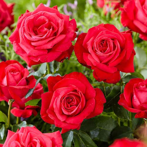 Trandafir teahibrid Dama de Coure  imagine 1 articol 2267