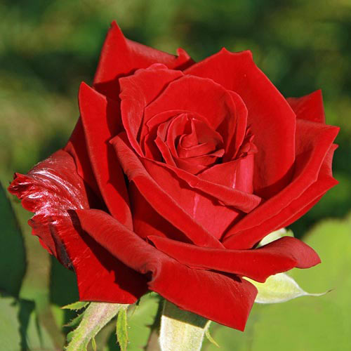 Trandafir teahibrid Kardinal imagine 1 articol 2281