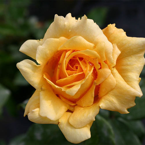 Trandafir teahibrid Marco Polo imagine 1 articol 2286