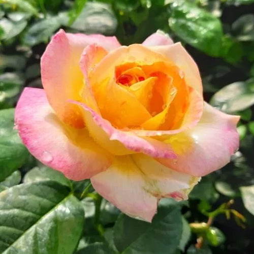 Trandafir teahibrid Peace imagine 1 articol 2293