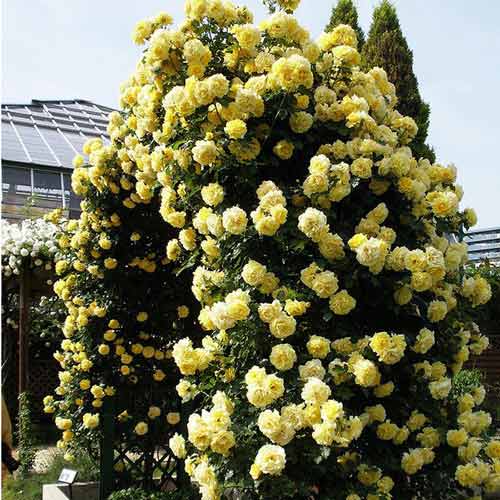 Trandafir Urcator Dune imagine 1 articol 2303