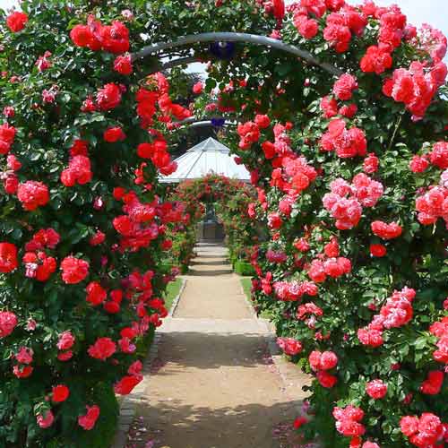 Trandafir Urcator Fontana imagine 1 articol 2305