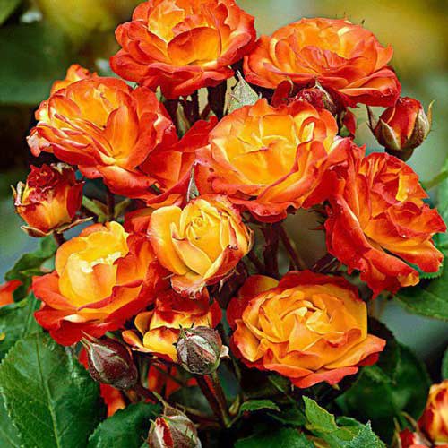 Trandafir floribunda Rumba imagine 1 articol 2307