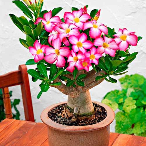 Trandafirul deșertului (Adenium) Obesum imagine 1 articol 77801