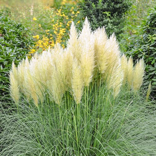 Iarbă de pampas Pumila, P9 imagine 1 articol 5447