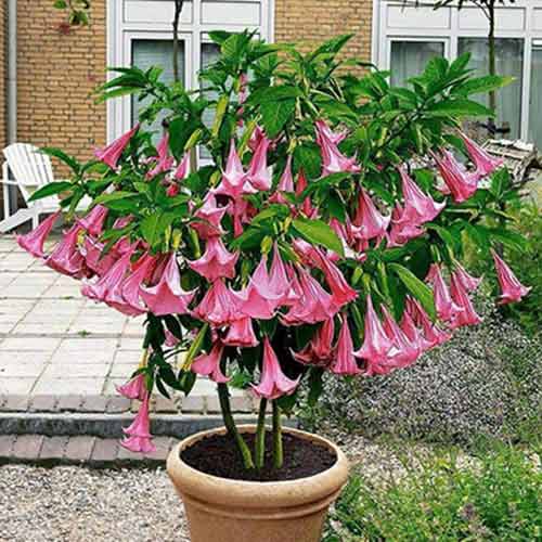 Trompeta îngerilor Double Angel's Pink imagine 1 articol 76638