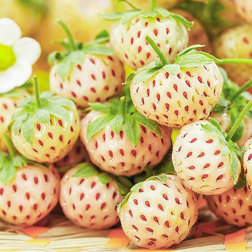 Truskawka biała Pineberry interface.image 1 interface.art 9600