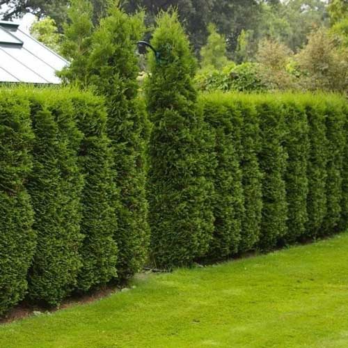 Tuia Columna, C2 imagine 1 articol 9413