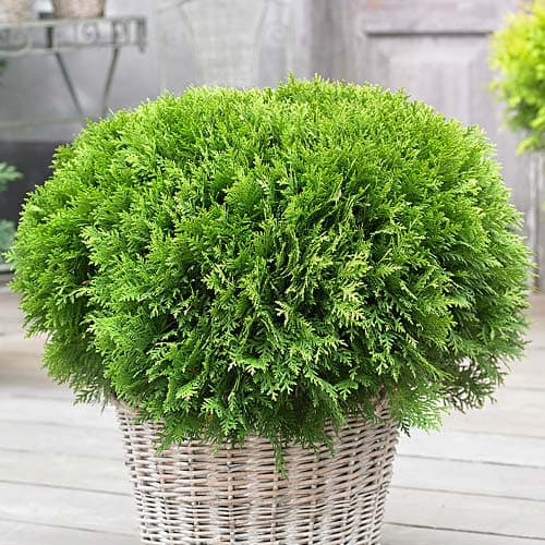 Tuia Danica, Р9 imagine 1 articol 9466