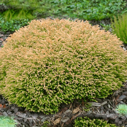 Tuia Golden Tuffet imagine 1 articol 9465