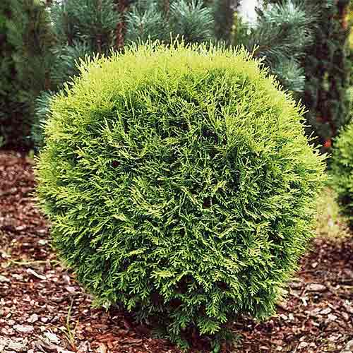 Tuia occidentalis Little Champion imagine 1 articol 9451