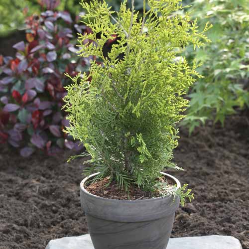 Tuia (Thuja) Brabant, C3 imagine 1 articol 7749