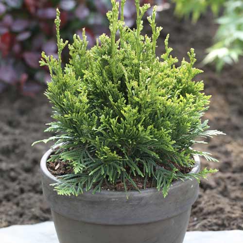 Tuia (Thuja) Can-Can, C3 imagine 1 articol 7756