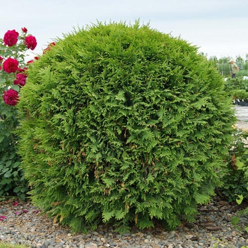 Tuia Woodwardii imagine 1 articol 4681