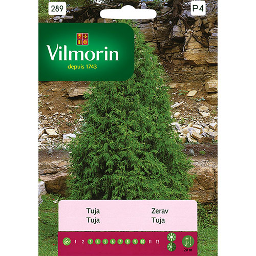 Tuja (Thuja) Vilmorin interface.image 1 interface.art 86657