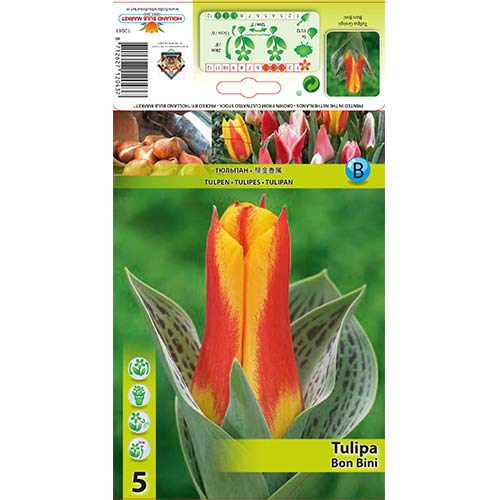 Tulipan Greiga Bon Bini interface.image 1 interface.art 67475