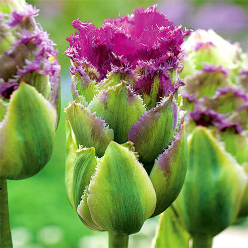 Lalele Purple Tower imagine 1 articol 4755_1