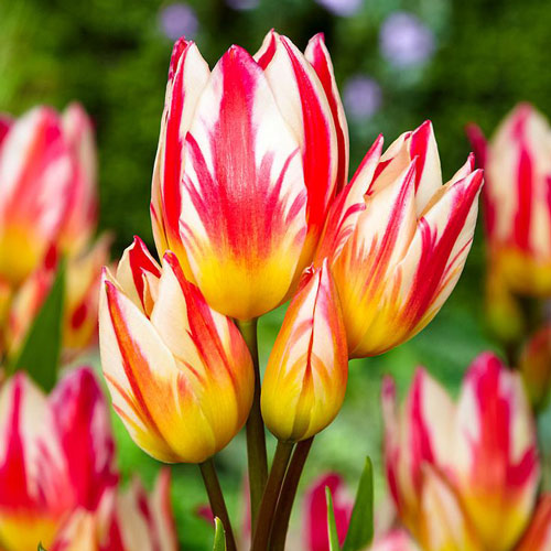 Lalele Tricolette imagine 2 articol 4745_1