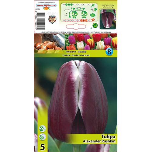 Tulipan Triumph Alexander Pushkin interface.image 1 interface.art 67683