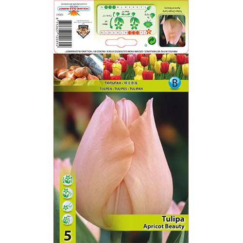 Tulipan Apricot Beauty interface.image 1 interface.art 67864